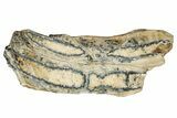 Mammoth Molar Slice With Case - South Carolina #349957-1